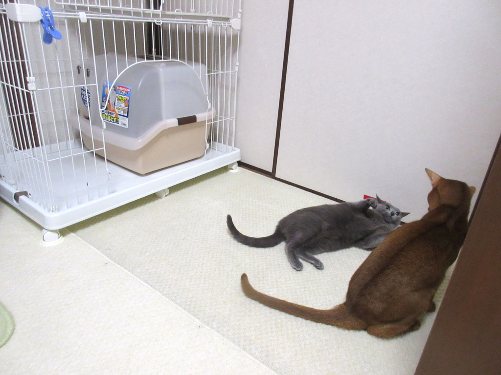 間合いを詰めるアビのすけ。