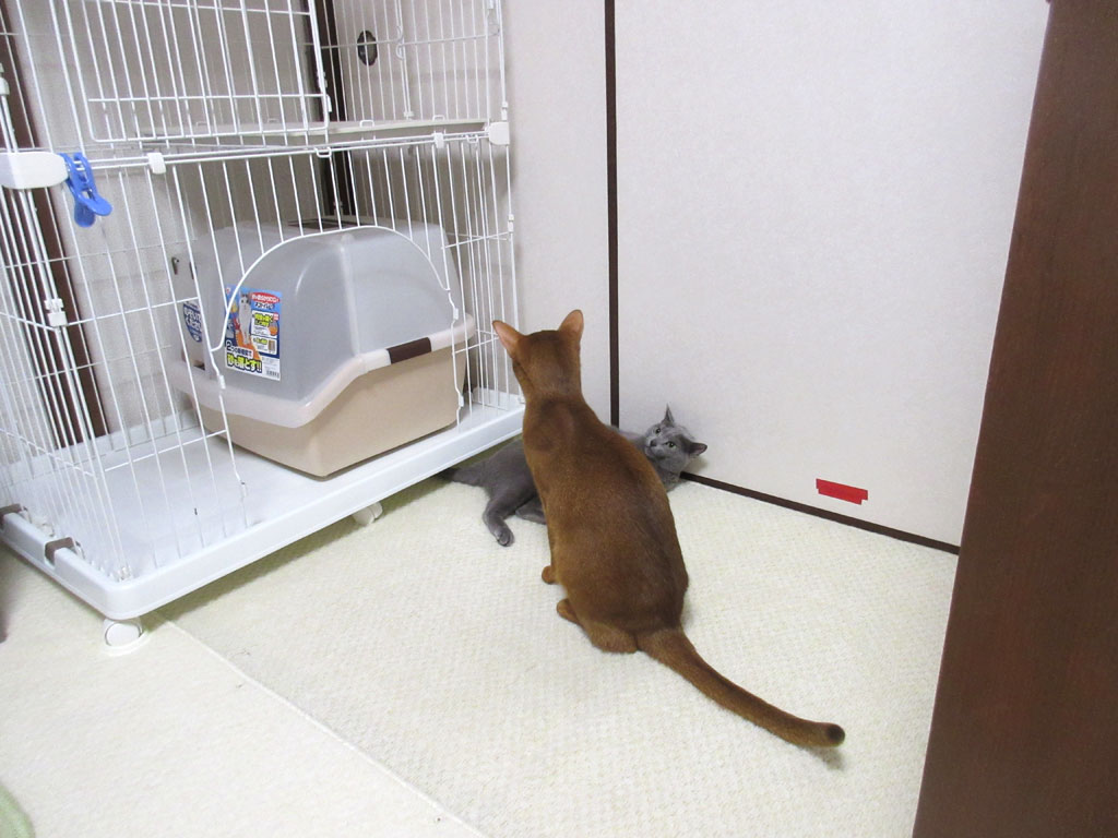 仲良しな猫たち。