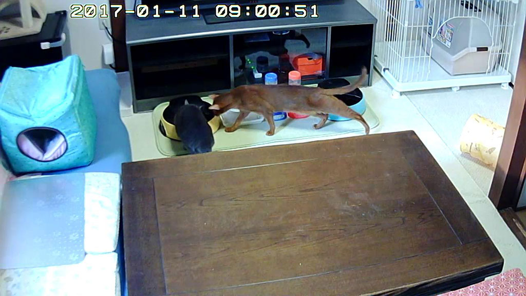 アビのすけのバカ野郎。