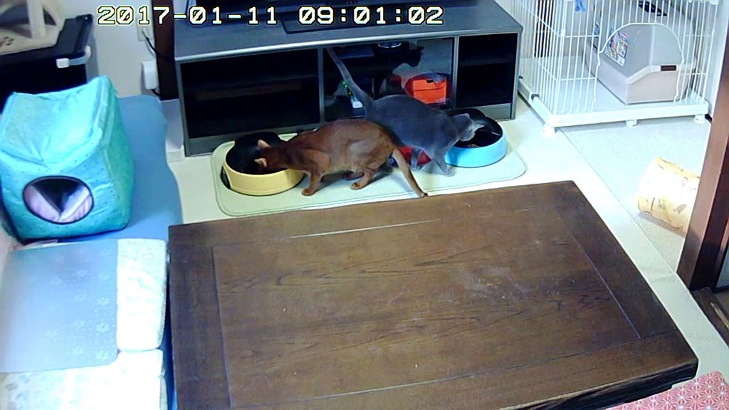 困ったアビのすけ。