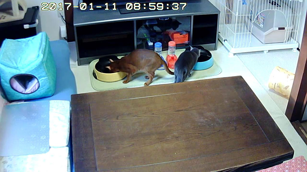 可哀そうなロシ子。