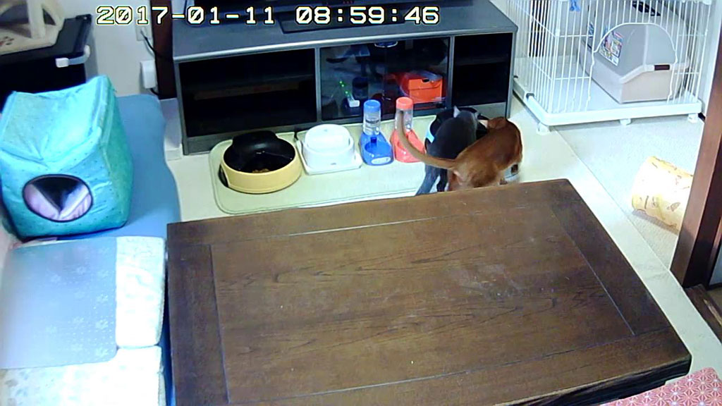 ムカつくアビのすけ。