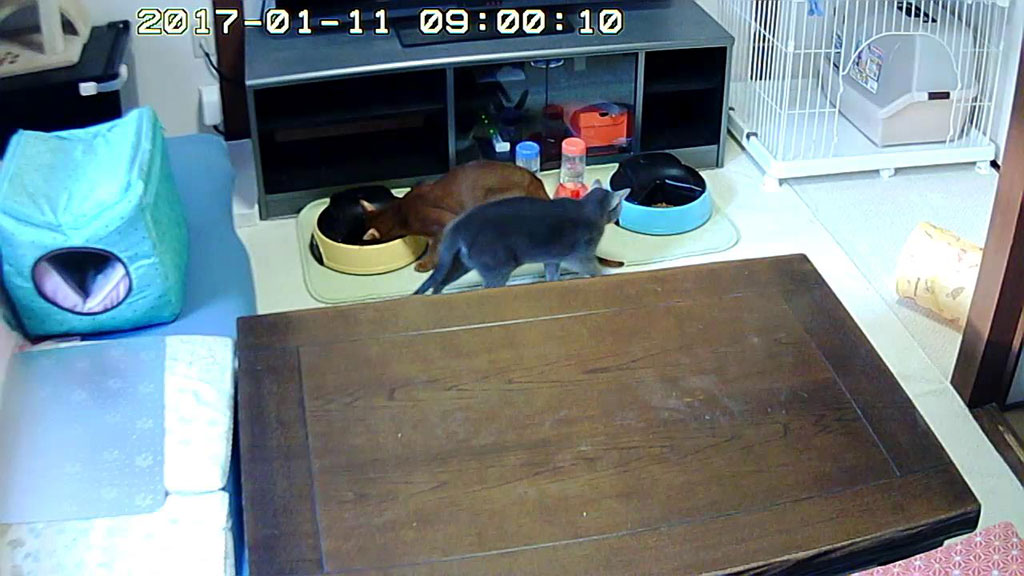 意地悪なアビのすけ。