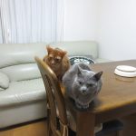 ロシ子とアビのすけ。