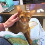 おとといの晩のあびのすけ。