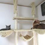 ロシ子とアビのすけ。