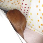 布団に入って来てくれるアビのすけ。