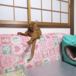 御御足を見せてくれるアビのすけ。