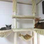 我が家の猫たち。