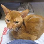 かわいいアビのすけ。