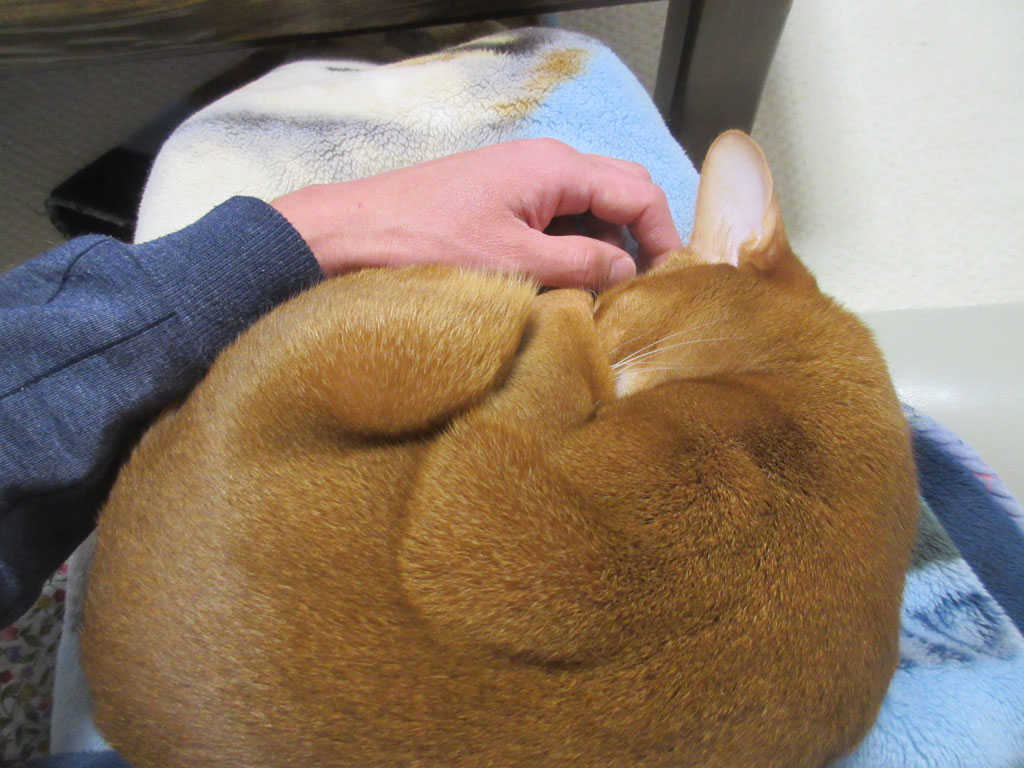 きれいなレッドのカラーのあびのすけ。