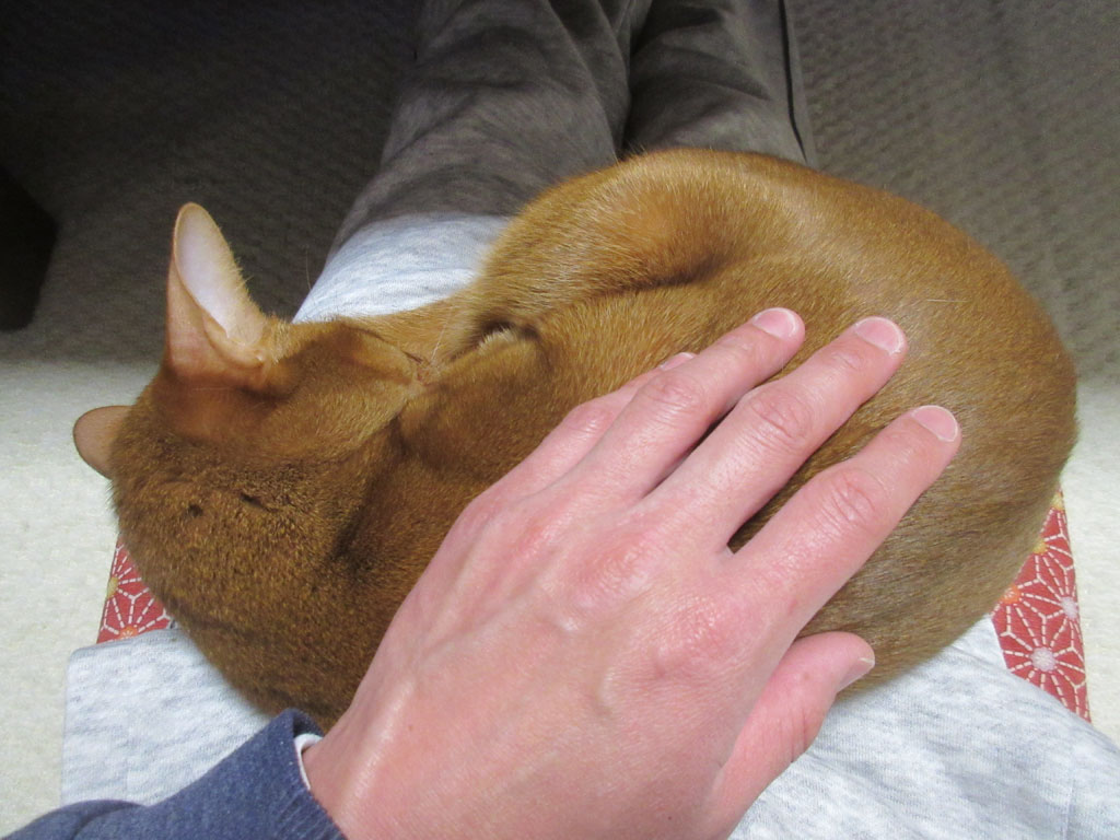 かわいい、かわいいアビのすけ君。