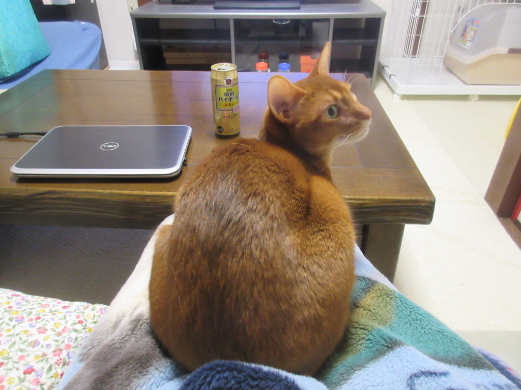 向こうを向くアビのすけ。