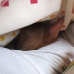 かわいいアビのすけ。