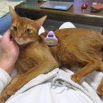 アビのすけのブラッシング。