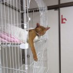 ふてぶてしい寝方のあびのすけ。