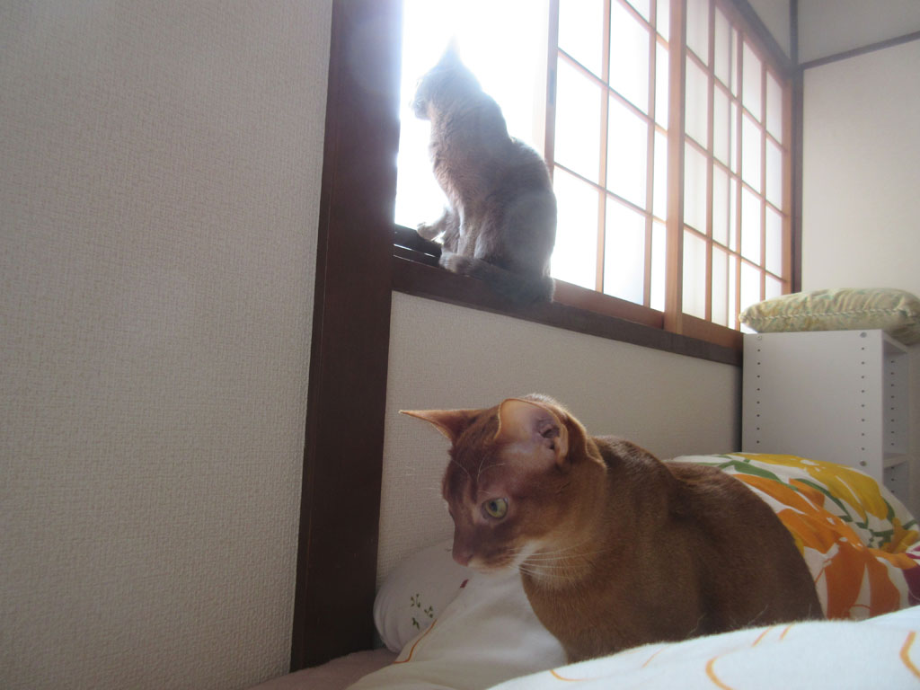 アビのすけがやって来た。