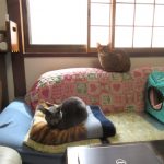 ロシ子とアビのすけ。