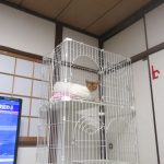 ボーっとしているあびのすけ。