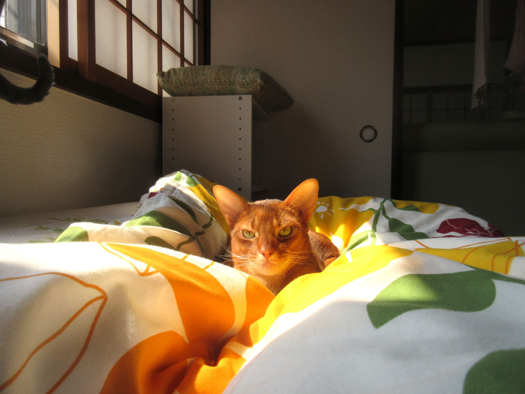 アビのすけのアップ写真。