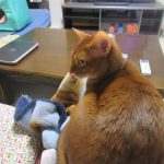 連日、甘えん坊のアビのすけ。