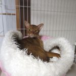 こげ茶色のアビのすけ。