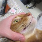 問答無用のあびのすけ。