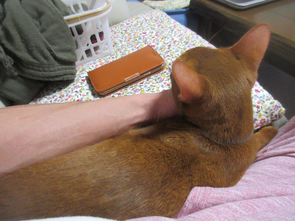 男の子は甘えん坊。