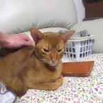 可愛いアビのすけ。