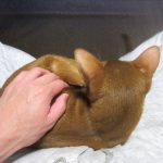 癒しのアビのすけ君。