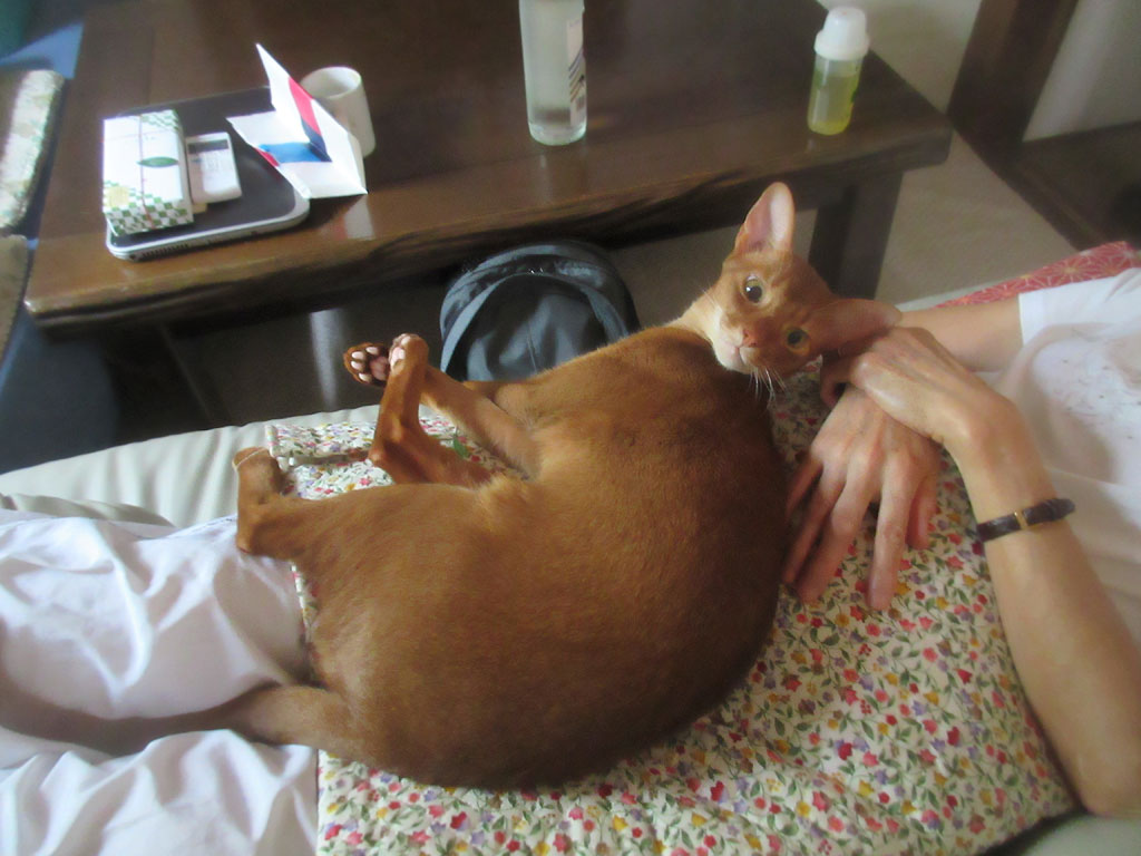 天真爛漫なアビのすけ。