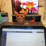 瞳孔でっかいアビのすけ。