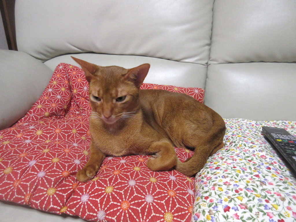 穏やかなアビのすけ。