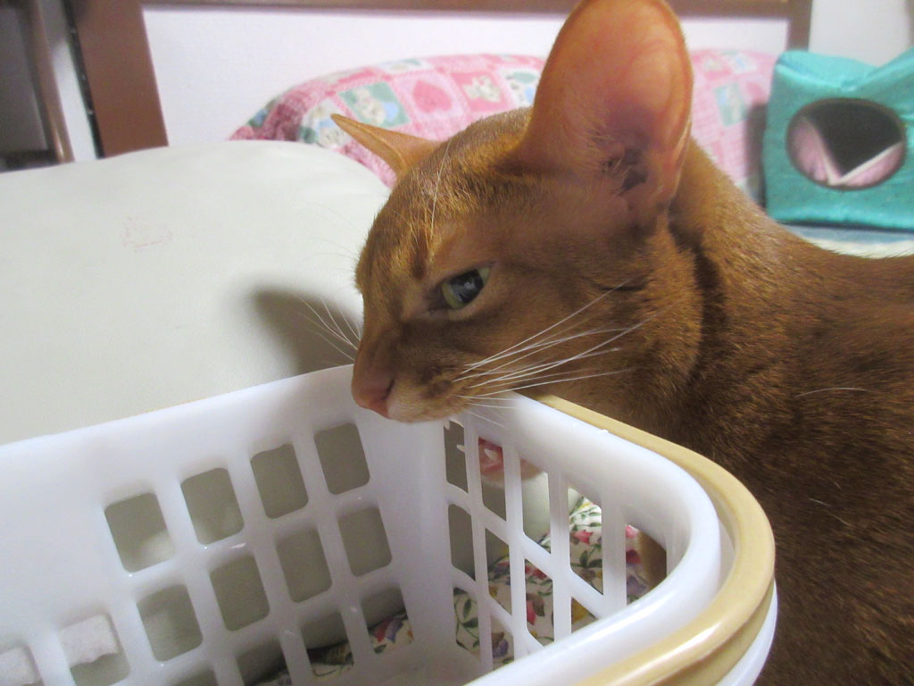 引き続き、噛み噛み。