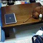 人懐っこいアビのすけ。