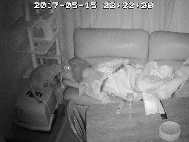 人懐こいアビのすけ。