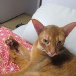 お茶目なアビのすけ。