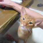 おとぼけアビのすけ君。