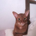 甘えん坊のアビのすけ。