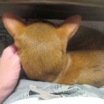 甘えん坊のアビのすけ。