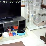 出遅れたアビのすけ。