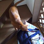 お出迎えのアビのすけ。