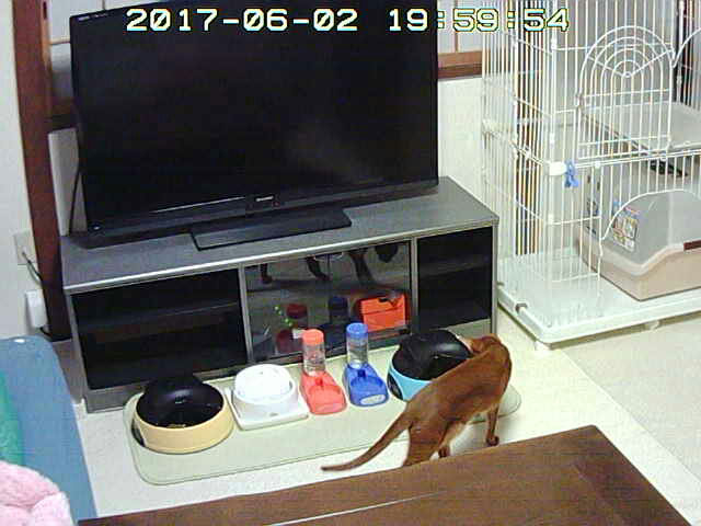 おバカなアビのすけ。