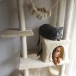 ロシ子とアビのすけ。