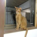 朝から元気なアビのすけ。