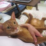 お茶目なアビのすけ君。