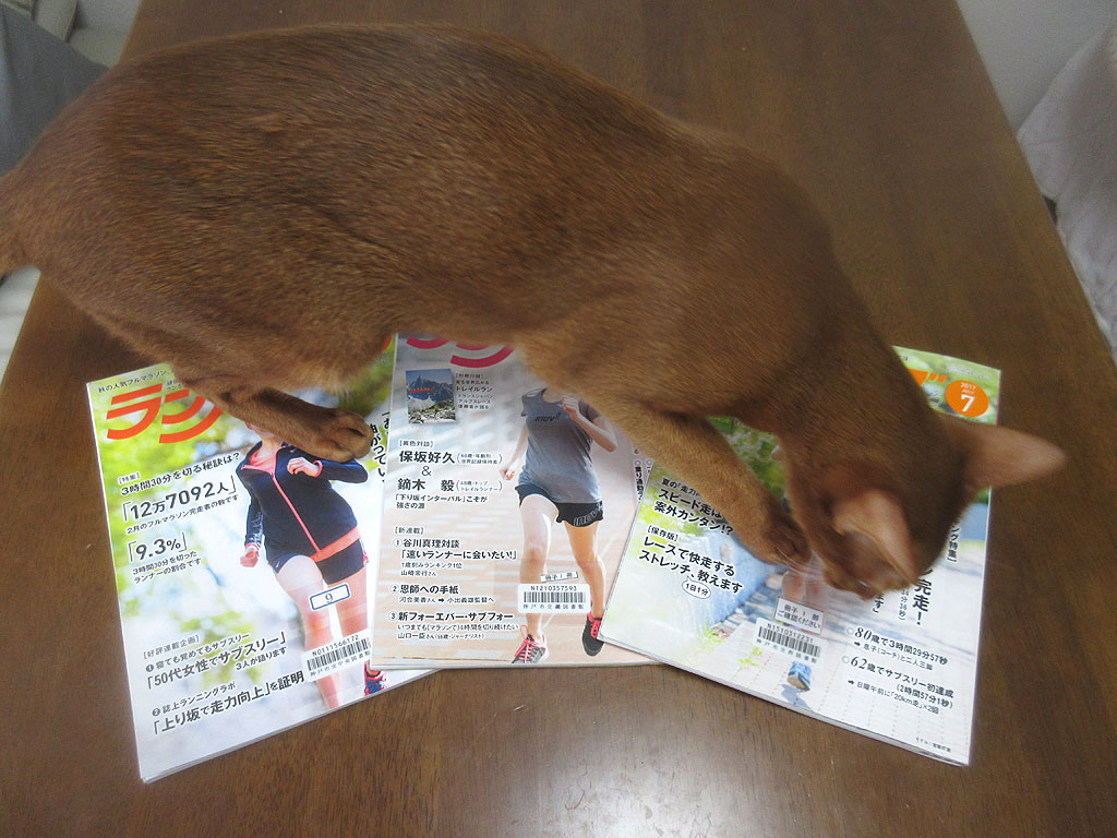 野次馬なアビのすけ。