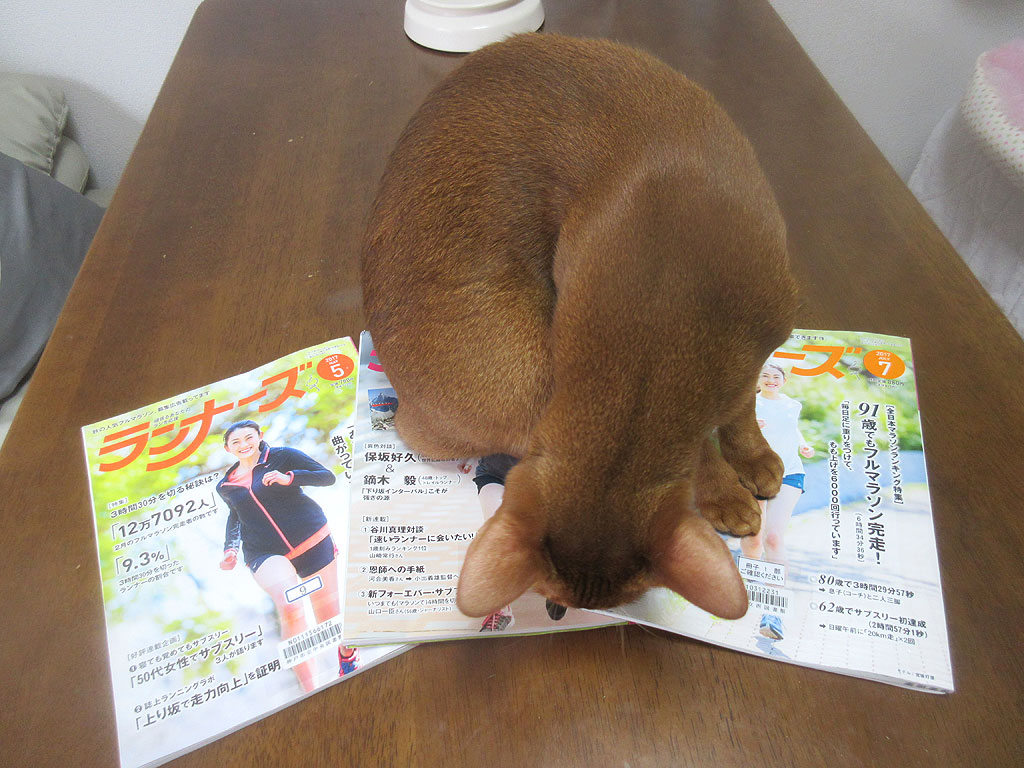 お邪魔虫なアビのすけ。