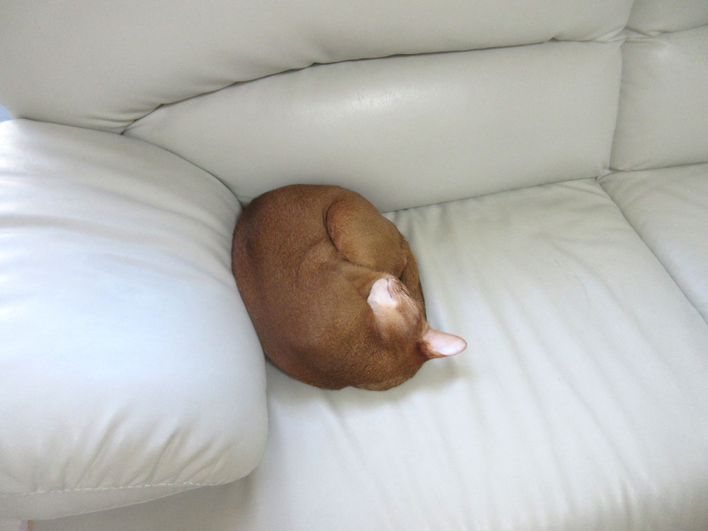 丸まって寝るアビのすけ。