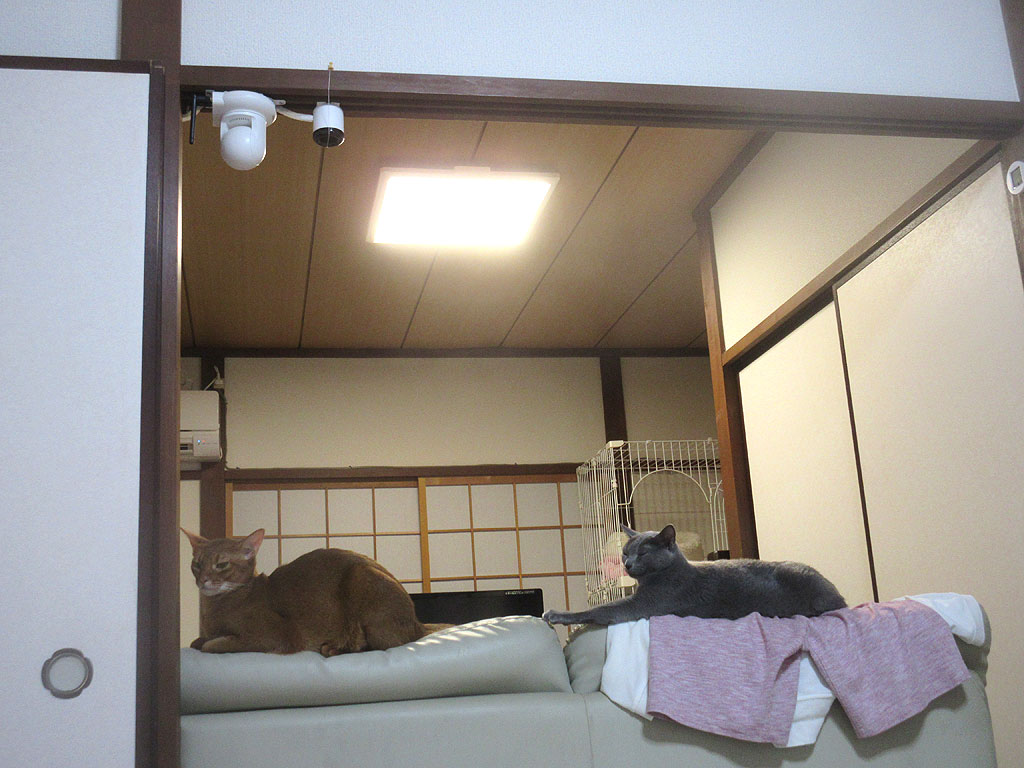 一旦はおとなしくなったアビのすけ。